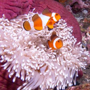 Zwei Clownfische leben in symbiotischer Beziehung in einer großen Seeanemone mit weißlich-rosa Tentakeln. Der größere Fisch oben ist wahrscheinlich das dominante Weibchen, während der kleinere darunter das Männchen darstellt - ein typisches Beispiel für die faszinierende Symbiose zwischen Anemonenfischen und ihren Wirtsanemonen.