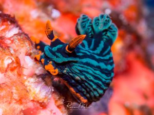 Eine prächtige Nembrotha-Nudibranch mit charakteristischen türkisblauen Kiemen und orange-schwarzen Rhinophoren kriecht über orangefarbene Schwämme. Die Nacktschnecke zeigt ihre typischen gefalteten Rückenanhänge in leuchtenden Blau- und Schwarztönen.