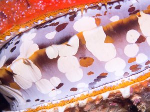 Das Bild zeigt die geöffnete Mantelhöhle einer Muschel mit ihrer charakteristischen bunten Färbung in Orange-, Violett- und Weißtönen. Die gezackten Mantelränder und die typischen Fleckmuster sind deutlich zu erkennen, während sich die Muschel vermutlich zum Filtrieren von Plankton geöffnet hat.