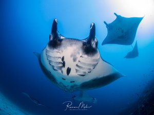 Mehrere majestätische Mantarochen gleiten elegant durch das tiefblaue Wasser. Der vordere Manta zeigt seine charakteristische weiße Bauchseite mit den markanten dunklen Fleckenmustern und den hornartigen Kopfflossen, während ein zweiter Manta im Hintergrund zu sehen ist.