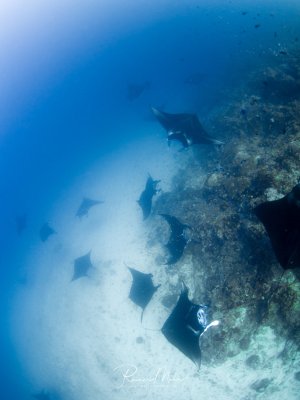 Eine Gruppe von Mantarochen gleitet majestätisch durch das blaue Wasser über einer Putzerstation am Riff. Die großen Rochen zeigen ihr typisches Verhalten beim Reinigen durch kleine Putzerfische, während sie elegant über das bewachsene Korallenriff schweben.