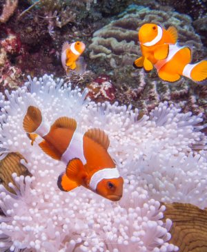 Eine Familie von Echten Clownfischen lebt in perfekter Symbiose mit ihrer weißen Wirtsanemone. Die leuchtend orange-weißen Anemonenfische schwimmen geschützt zwischen den giftigen Tentakeln, während im Hintergrund das bunte Korallenriff mit verschiedenen Hart- und Weichkorallen zu sehen ist.