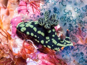 Eine wunderschöne Nacktschnecke mit schwarzem Körper und grünen Flecken sowie charakteristischen Kiemen auf dem Rücken sitzt auf bunten Weichkorallen. Die leuchtenden Farben der rosa und orangen Korallen bilden einen eindrucksvollen Kontrast zur eleganten Musterung der Nacktschnecke.