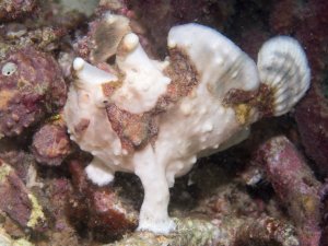 Ein weißlicher Warzen-Anglerfisch (Antennarius maculatus) ruht auf dem bewachsenen Riffgrund. Diese Fische besitzen eine warzige Haut mit variabler Färbung, um sich perfekt an ihre Umgebung, wie Schwämme oder Korallen, anzupassen und auf vorbeischwimmende beute zu warten