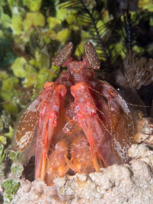 Ein Fangschreckenkrebs (Speerer) sitzt in seinem sandigen Loch und wartet auch unvorsichtige vorbeischwimmende Beute. Die markenten Facettenaugen sind gut zu sehen