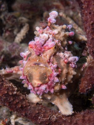 Ein farbenprächtiger Warzen-Frogfish sitzt perfekt getarnt auf einem mit Algen bewachsenen Riffsubstrat. Der kleine Anglerfisch zeigt seine charakteristischen warzenartigen Hautauswüchse in rosa-violetten Tönen und verschmilzt meisterhaft mit seiner Umgebung.