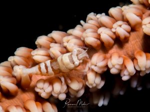 Auf dem Bild ist eine Peitschenkorallen-Garnele (Pontonides ankeri oder eine ähnliche Art) auf einer Peitschenkoralle zu sehen. Es handelt sich um eine kleine Garnele, die in einer kommensalen Beziehung mit Peitschenkorallen lebt.