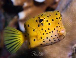 Ein leuchtend gelber Kofferfisch mit charakteristischen schwarzen Punkten schwebt vor einer Korallenkulisse. Der kleine Fisch zeigt sein typisches kastenförmiges Aussehen mit den großen Augen und dem nach vorne gerichteten Maul deutlich.