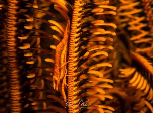 Das Makrofoto zeigt die filigranen, federartigen Arme eines Haarsterns in warmen orange-goldenen Farbtönen. Die feinen Pinnulae (seitliche Äste) sind perfekt strukturiert und zeigen die charakteristische gefiederte Anatomie dieser Stachelhäuter. Aufgrund ihrer Struktur bieten sie einen idealen Lebensraum für verschiedene Symbionten wie die hier sichtbare Garnele.