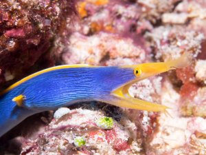 Eine Blaue Bandmuräne mit leuchtend blauem Körper und gelben Flossen gleitet elegant über das farbenprächtige Korallenriff. Die Muräne zeigt ihre charakteristische schlangenähnliche Bewegung zwischen den rosa und rötlichen Korallenfelsen.