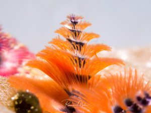 Eine prächtige orange Röhrenwurm-Kolonie mit weit ausgestreckten, gefiederten Tentakelkronen, die sich wie kleine Weihnachtsbäume aus ihren Röhren erheben. Die feinen, federartigen Strukturen dienen der Filtration von Plankton aus dem Wasser.