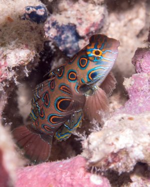 Ein wunderschöner Mandarinfisch zeigt seine charakteristische bunte Musterung mit blauen Linien und orangen Ringen auf bräunlichem Grund. Der kleine Riffbewohner sitzt zwischen Korallen und zeigt sein typisches scheues Verhalten in seinem Versteck.