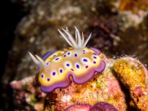 Eine farbenfrohe Chromodoris-Nacktschnecke mit leuchtend gelb-violetter Färbung und charakteristischen blauen Flecken sitzt auf bewachsenem Korallensubstrat. Die weißen Kiemenbüschel und Rhinophoren sind deutlich sichtbar und zeigen das typische Erscheinungsbild dieser tropischen Meeresschnecke.