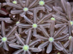 Eine Detailaufnahme von Weichkorallen zeigt mehrere sternförmige Polypen mit hell leuchtenden gelb-grünen Zentren. Die einzelnen Tentakel sind deutlich sichtbar und bilden charakteristische achtarmige Strukturen, die typisch für Weichkorallen sind.