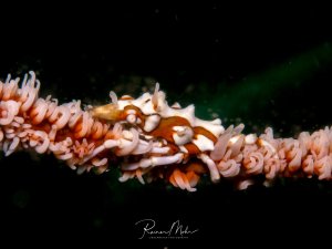 Ein orange-weiß gestreifte Drahtkorallen-Krabbe versteckt sich zwischen den Tentakeln einer Peitschenkoralle. Die symbiotische Beziehung zeigt den kleinen Krebs, der Schutz in der Koralle sucht, während er gleichzeitig Plankton frisst