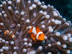 Ein Falscher Clownfisch lebt in perfekter Symbiose mit seiner Wirtsanemone, deren cremefarbene Tentakel mit den charakteristischen verdickten Enden zu sehen sind. Der orange-weiß gestreifte Fisch zeigt das typische Verhalten seiner Art und versteckt sich sicher zwischen den nesselnden Tentakeln.