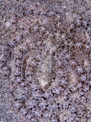 Ein meisterhaft getarnter Oktopus liegt regungslos auf dem sandigen Meeresboden. Die Körperform und die perfekte Anpassung an die Sedimentfarbe machen das Tier nahezu unsichtbar - ein eindrucksvolles Beispiel für Tarnung in der Unterwasserwelt.