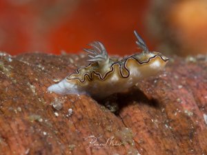 Eine kleine Nacktschnecke kriecht über eine rotbraune Korallenoberfläche. Die zierliche Nudibranchia zeigt einen durchscheinenden Körper mit charakteristischen wellenförmigen Körperrändern und gefiederten Kiemenbüscheln am Hinterende.