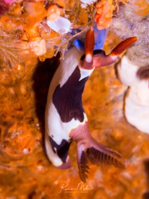 Das Bild zeigt eine Nembrotha chamberlaini, eine Art von farbenfroher Meeresschnecke aus der Ordnung der Nacktkiemer. Diese Meeresschnecken besitzen einen cremefarbenen Körper mit ausgeprägten braunen Flecken und zeichnen sich durch markante, leuchtend rote Fühler (Rhinophoren) und Kiemen aus.