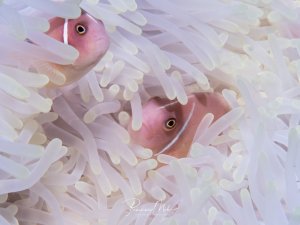 Zwei rosa Anemonenfische verstecken sich zwischen den weißen Tentakeln ihrer Wirtsanemone. Die Fische zeigen die typische Symbiose mit der Anemone, die ihnen Schutz bietet, während sie diese im Gegenzug von Parasiten befreien.