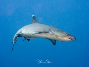 Ein Weißspitzenriffhai gleitet elegant durch das tiefblaue Wasser. Der schlanke Hai zeigt seine charakteristische graue Färbung und die typischen Kiemenschlitze, während er majestätisch durch das Blauwasser schwimmt.