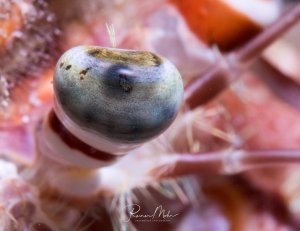 Supermakro Aufnahme des Facettenauges eines Krebses