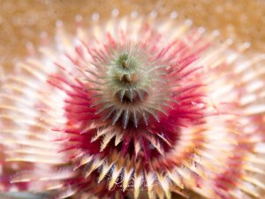 Ein Vielborster-Wurm zeigt seine prächtigen, gefiederten Kiemen in voller Entfaltung. Die fächerförmig angeordneten Tentakel schillern in rosa, weißen und bräunlichen Farbtönen und dienen sowohl der Atmung als auch dem Nahrungsfang.