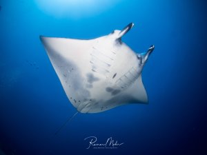 Ein majestätischer Mantarochen gleitet elegant durch das blaue Wasser und zeigt seine charakteristischen Kopfflossen und die typischen dunklen Flecken auf der weißen Unterseite. Die Aufnahme aus der Froschperspektive betont die imposante Größe und Anmut dieses Giganten der Meere.