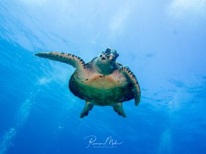 Eine Meeresschildkröte schwimmt elegant im blauen Freiwasser und blickt direkt in die Kamera. Die charakteristische grün-braune Färbung des Panzers und die markanten Gesichtszüge sind deutlich zu erkennen, während Sonnenstrahlen das klare Wasser durchdringen.