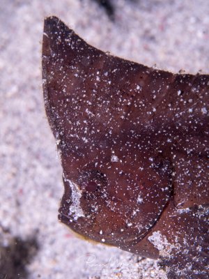 Ein dunkler Kakadu-Schaukelfisch (Ablabys taenianotus)  liegt perfekt getarnt auf dem sandigen Meeresboden. Die braune Färbung mit den charakteristischen weißen Punkten und Flecken ermöglicht eine hervorragende Tarnung im Sand.