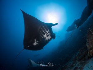 Ein majestätischer Mantarochen gleitet elegant durch das tiefblaue Wasser, während die Sonne von oben durch das Meer scheint. Die charakteristische Silhouette mit den markanten weißen Fleckenmustern auf der Unterseite ist deutlich als Riffmanta zu erkennen.