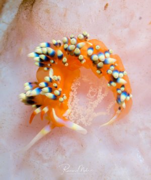 Eine leuchtend orange Nacktschnecke mit charakteristischen bläulich-weißen Cerata (Rückenanhängen) kriecht über eine helle Koralle und legt ihr Gelege auf der Koralle ab. Die elegante Nudibranchie zeigt ihre typischen fingerartigen Fortsätze, die sowohl der Atmung als auch der Verdauung dienen.