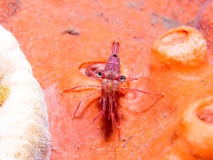 Eine kleine rötliche Garnele sitzt auf einem orangefarbenen Schwamm oder einer Koralle. Die Garnele zeigt die charakteristischen langen Antennen und transparenten Körperteile, die typisch für viele Putzergarnelen sind.