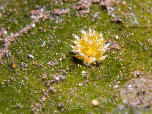 Das Bild zeigt eine Costasiella kuroshimae, eine winzige Meeresschneckenart, die auch als "Blattschaf" bekannt ist. Sie werden nur etwa einen Zentimeter groß und haben cerata genannte Strukturen auf dem Rücken, die ihnen ein blattähnliches Aussehen verleihen.