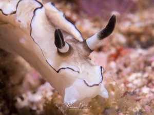 Eine elegante Schnecke gleitet über das Korallenriff und zeigt ihre charakteristischen dunklen Rhinophoren und die typische cremeweiße Färbung mit den markanten schwarzen Rändern. Die Nudibranchia bewegt sich gracil über den bunten Riffsand.