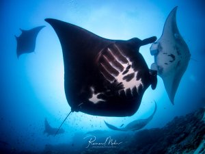 Ein majestätischer Mantarochen, umegeben von weiteren Exeplaren, gleitet elegant durch das blaue Wasser, wobei die charakteristischen Kiemenschlitze auf der Unterseite deutlich sichtbar sind. Die Aufnahme zeigt das imposante Tier von unten gegen das helle Oberflächenlicht, wodurch eine beeindruckende Silhouette entsteht.
