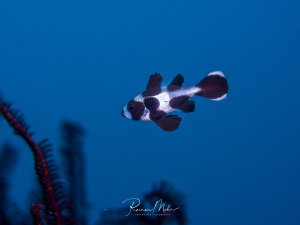 Das Bild zeigt einen juvenilen Schwarzweiß-Schnapper (Macolor niger). Jungfische haben ein auffälliges schwarz-weißes Muster, das sich im Alter verändert.