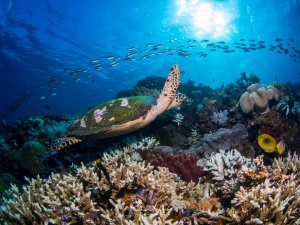 Eine majestätische Karettschildkröte schwimmt elegant über ein buntes Korallenriff, während im Hintergrund ein Schwarm kleiner Riffbarsche durch das sonnendurchflutete blaue Wasser zieht. Das Riff zeigt eine beeindruckende Vielfalt mit Hartkorallen, Weichkorallen und gelben Falterfischen, die eine lebendige Unterwasserlandschaft bilden.