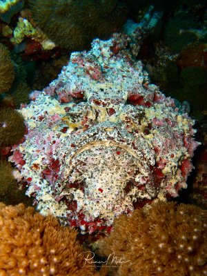 Ein perfekt getarnter Steinfisch ruht bewegungslos auf dem Riffboden, umgeben von bunten Korallenbewüchsen und Schwämmen. Die warzenähnliche Haut und die unregelmäßige Körperform machen ihn nahezu unsichtbar in seiner Umgebung - ein Meister der Tarnung.