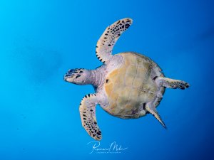 Eine Echte Karettschildkröte schwimmt elegant durch das tiefblaue Freiwasser. Die charakteristische Panzerform und die markanten Flossenmuster sind deutlich zu erkennen, während das Tier in einer typischen Schwimmhaltung mit ausgebreiteten Flossen zu sehen ist.