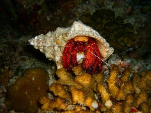 Ein Einsiedlerkrebs mit leuchtend rotem Körper hat sich in einem weißlichen Schneckenhaus niedergelassen und sitzt auf einer Hartkoralle. Die langen Antennen des Krebses sind deutlich sichtbar, während er sich auf dem strukturierten Riffgrund bewegt.