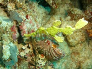 Ein gut getarnter Halimeda-Geisterpfeiffenfisch sitzt zwischen Korallen und Schwämmen auf dem Riffboden.