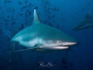 Ein Grauer Riffhai (Carcharhinus amblyrhynchos) schwimmt frontal auf die Kamera zu. Im Hintergrund ein Schwarm Fische und ein weiterer Hai. Die kräftige Körperform und das runde Auge sind deutlich sichtbar.