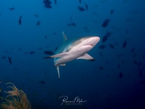 Ein Grauer Riffhai schwimmt elegant durch das blaue Freiwasser, umgeben von einem Schwarm kleinerer Rifffische. Der Hai zeigt seine charakteristische stromlinienförmige Gestalt und die typische graue Färbung mit weißer Bauchseite.