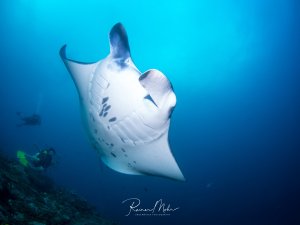 Ein majestätischer Riesenmanta gleitet elegant durch das blaue Wasser, während im Hintergrund ein Taucher die beeindruckende Größe dieses sanften Riesen verdeutlicht. Die charakteristischen dunklen Flecken auf der weißen Unterseite und die weit ausgebreiteten Brustflossen sind deutlich zu erkennen.