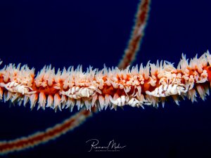 Eine Makroaufnahme zeigt die filigranen, weißlich-rosa gefärbten Polypen einer Peitschenkoralle mit mehreren Peitschekorallengarnelen, die auf ihrer Wirtskoralle leben.