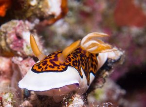 Eine wunderschöne Chromodoris-Nacktschnecke mit charakteristischer orange-schwarzer Musterung auf weißem Körper kriecht über das bunte Korallenriff. Die Nudibranchia zeigt ihre typischen orangefarbenen Rhinophoren (Fühler) und die gefiederten Kiemen am Hinterende.