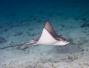Ein Adlerrochen gleitet elegant über den sandigen Meeresboden. Die charakteristischen weißen Punkte auf der braunen Oberseite und die helle Unterseite sind deutlich erkennbar, während der Rochen mit seinem langen, peitschenartigen Schwanz durch das klare blaue Wasser schwimmt.