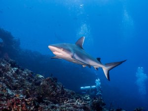 Ein Grauer Riffhai schwimmt elegant über einem bunten Korallenriff, während im Hintergrund ein Taucher die Szene beobachtet. Der Hai zeigt seine charakteristische stromlinienförmige Gestalt und die typische graue Färbung mit schwarzen Flossenspitzen.