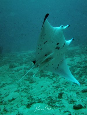 Ein Mantarochen schwimmt über das Riff hinweg, die Unterseite mit dem einzigartigen Fleckenmuster ist gut zu erkennen